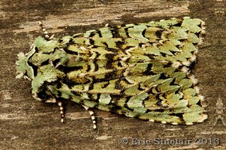 Merveille du Jour